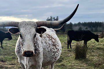 A cow with long horns in a field under a blue sky
