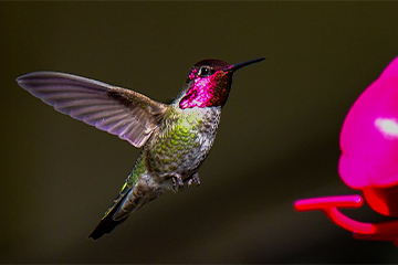 A humming bird hovering next to a flower