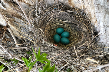 A nest of robin eggs