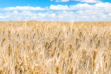 A field of wheat under a blue cloudy sky