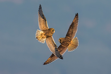 Two owls flying 
