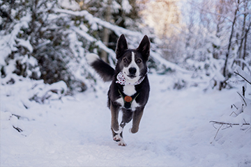 A dog running on a snowy pathway