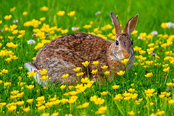 A brown rabbit in a field of yellow flowers