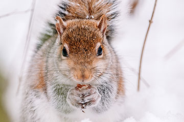 A squirrel holding nuts with two hands in a snowy backdrop