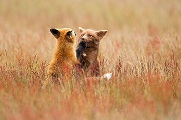 Two foxes plaing in a field