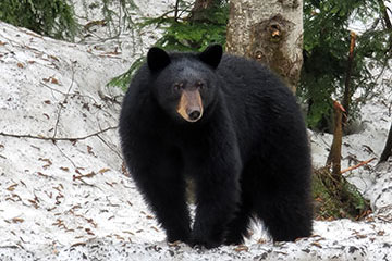 A black bear in winter