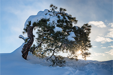 A tree covered in snow