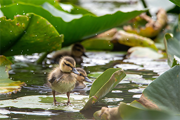 A duckling standing on top a lily pad