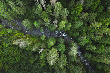 A bird's eye view of evergreen trees surrounding a walking trail