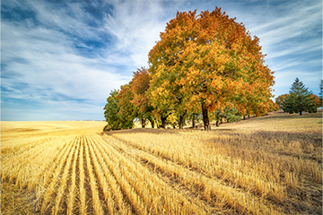 A field with yellow crops and orange tree in front of a cloudy blue sky