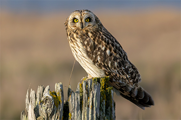 A brown owl perched on a tree stump