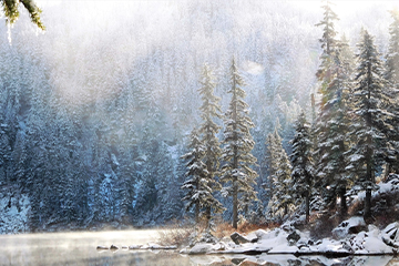 Evergreen trees covered in snow, surrounding a lake in winter