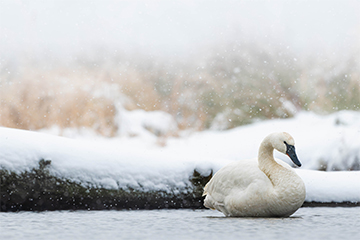 A swan swimming in a lake surrounded by snow