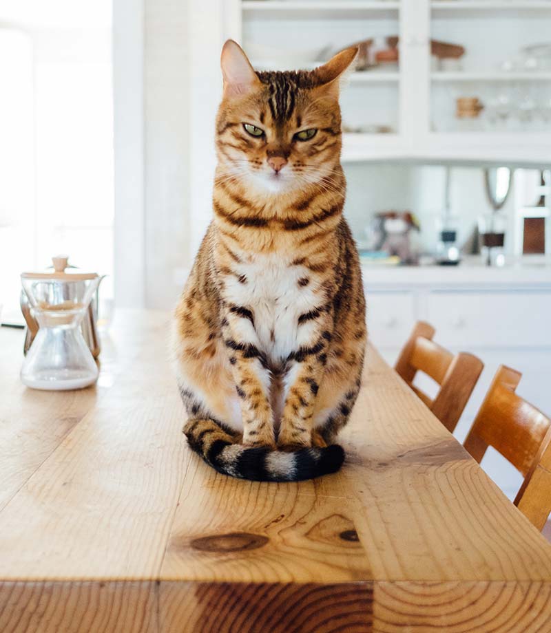 A cat sits on top of a table in a bright home 