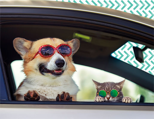 dog and cat wearing sunglasses inside a car