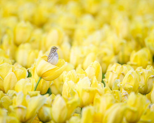 Sparrow and Tulips by Beth Sheperd