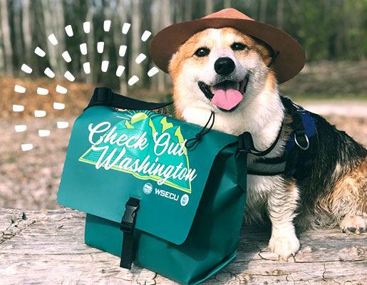 a corgi dressed like a park ranger next to a teal bag that says, "Check out Washington"