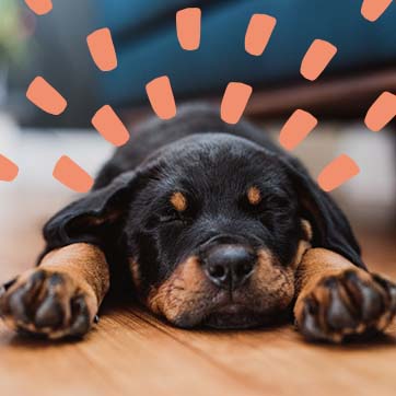 Dog asleep on the floor