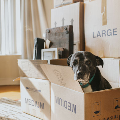 Dog peeking out of a box